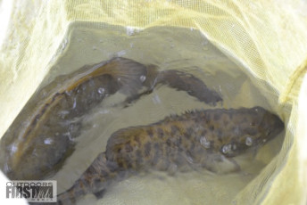 B7F9B1A7-6143-49FC-A1A8-2C4D801ED2A2