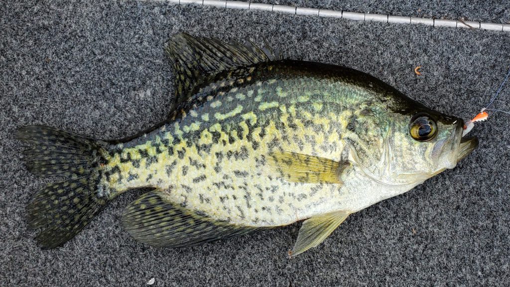 Crappie Fishing Tips With Wilderness Today CrappieFIRST