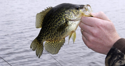 Late-Winter Crappie Fishing: Deep-Water Provides Great