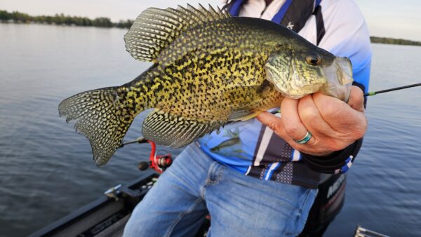 Violent Strike Lures Crappie Jigs For All Conditions