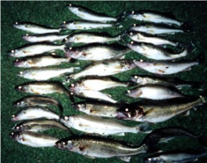 34A1064A-B6B7-43B2-B364-231CEFED6DBD