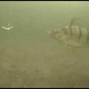 Devils Lake Perch on The Aqua-Vu Underwater Camera