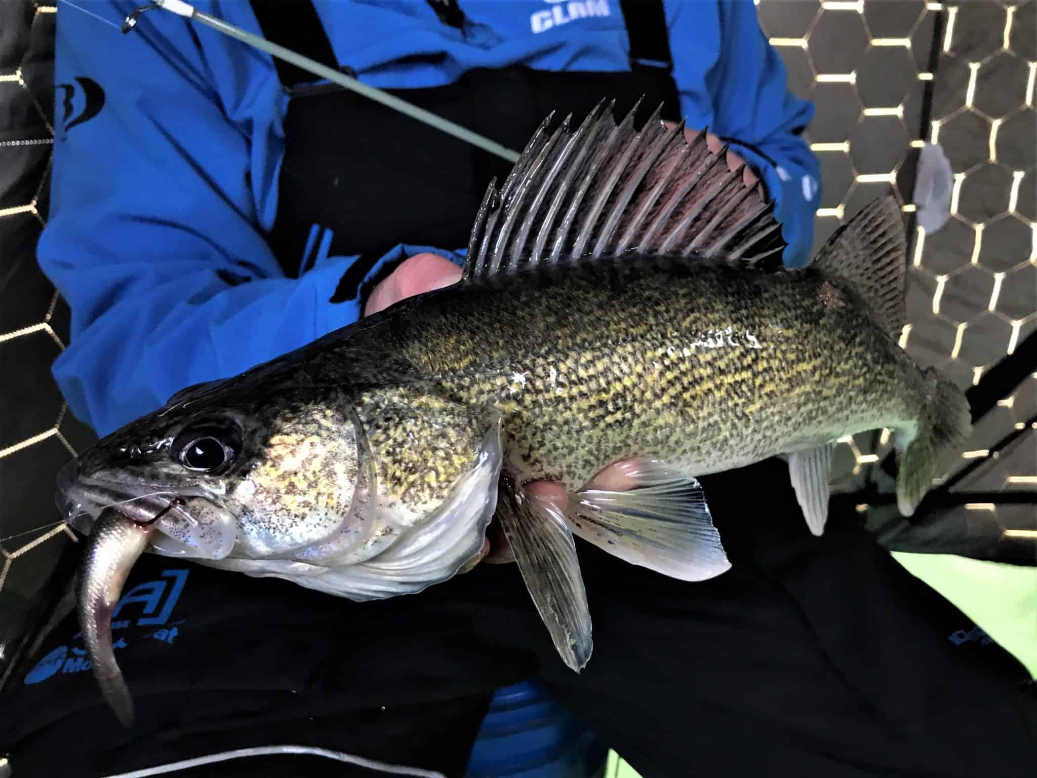 Dead Sticking Walleye IceFishingFIRST