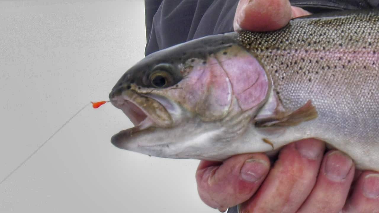 Ice Fishing Inland Trout