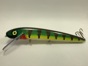 White Belly Perch 15_ Dragon Claw
