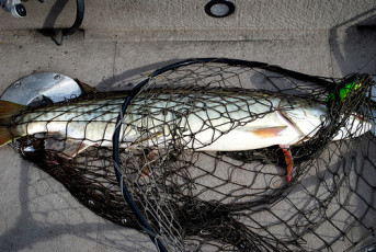 329E8DD0-E984-4862-AD14-EA879F24EEE0