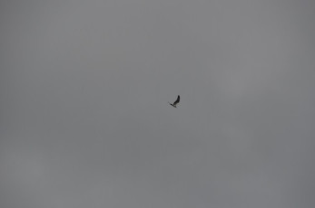 3878A943-5001-4D5C-B1AE-793E4A68956F