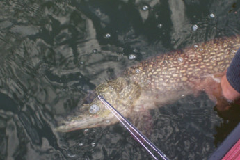 41d94f33-cafe-4681-ac45-4a78254fd06d