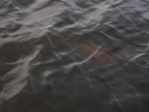 50870AC5-FB2B-40BD-9213-E60F100CB02F