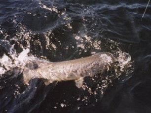 55d1c518-0f19-41e8-bb92-33ea77b414c5