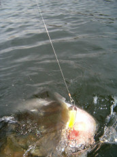 75a0c11a-bd69-4c57-a428-3b3a72a68809