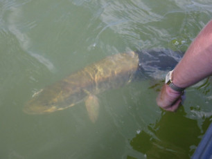 7f7e1a99-29bb-4fe7-851d-698d0a9d7e50