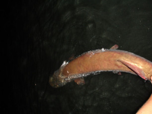 807a8789-4d0f-422d-bb55-cdd73d5a1423