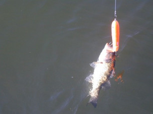 89EF3D3D-A3C1-4E51-A1F2-7641B833E2B6