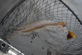 92EA852E-FBD9-4190-81B1-463594291FC1