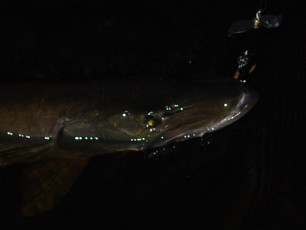 94FF70E0-57CD-4192-BBB2-870BFB39C8E2