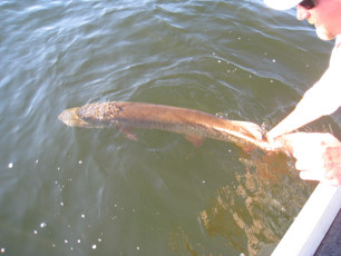 B18C9E8B-9E7C-4A3E-85EB-3EDA900FC335