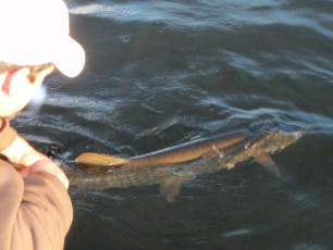 C8D36B6D-EF91-4625-9F63-4FB52D73831B