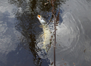 D6E291E4-918F-4EC7-86B4-0675CED33D0A