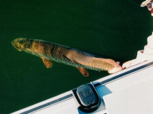 DDCA18D0-04AF-4331-BB2A-32D62D26CC2F