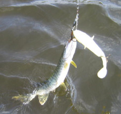 E6F17191-4FA3-422A-A150-54DF1C006D72