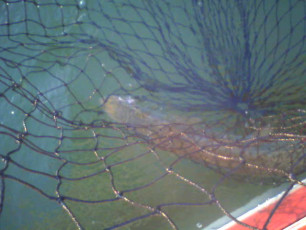 EAE925D5-7D18-4233-86C4-3752AE4FE31D