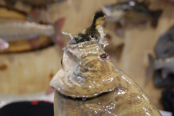 FA31DA83-80A5-4FA8-84E8-24DD2F874692