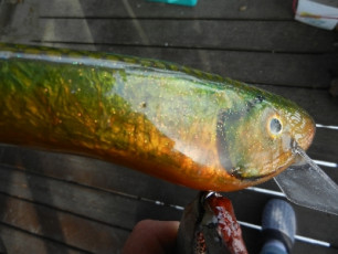 FA46B0A6-A502-4481-908B-CBDA3E86CCBD