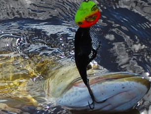 FABDE0E3-56B7-4E92-B8FF-B133FF3CF9EC