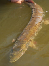 7B1A1D80-DFD3-42E3-B0B4-966AABA118CA