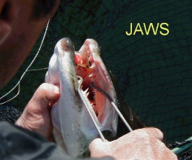 a7353a59-b0f5-4ee5-8fca-cf9484316def