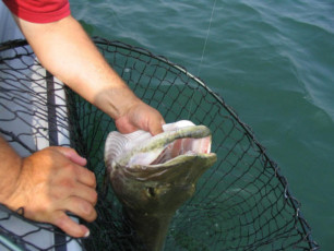 bcacbbab-ff8d-45d9-b52e-57e3e21afe44