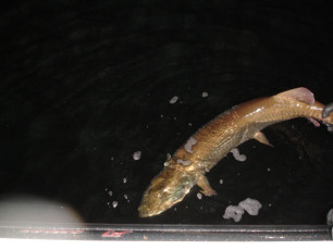 c4870213-b875-45e3-a63d-c507c89afe94