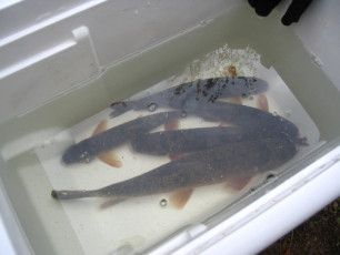 ca9662e1-a44f-48bd-87c9-0eb38fa5add6