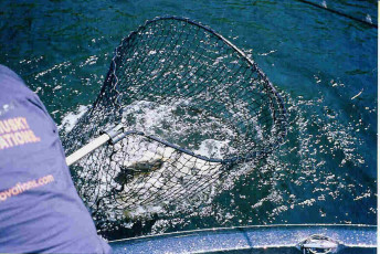 fcaebb54-901d-40d6-ad90-232de1219366