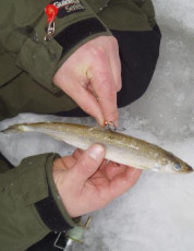 2bc381ce-79d0-4e82-aeb3-c0f196c0a205