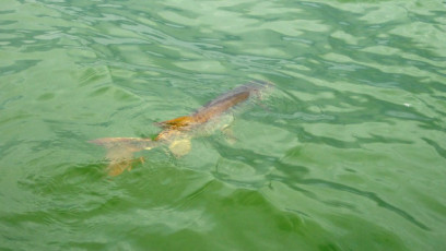 2f7fa18e-4587-4886-8dba-0a540072520f