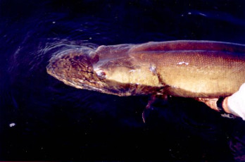 628c4285-84fb-4ea9-907b-0fa34d3bbcb4