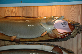 72a91fbe-a4a0-40ec-9093-1d5751f71124