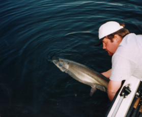 8a1c7d46-5691-4f0d-8b35-f2c0a3c75b85