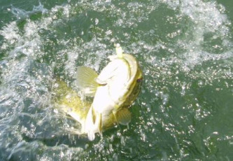 9ca241c5-5b45-42d1-8218-deee875104a1