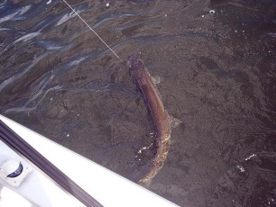 c7b3d69f-184c-467b-a9c4-c36ac0f17f2f