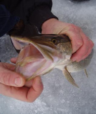 d28dd51d-9021-422c-83c0-4e9d2219e882