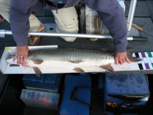 d7d5eec0-ecf9-4382-9613-7488113e152d