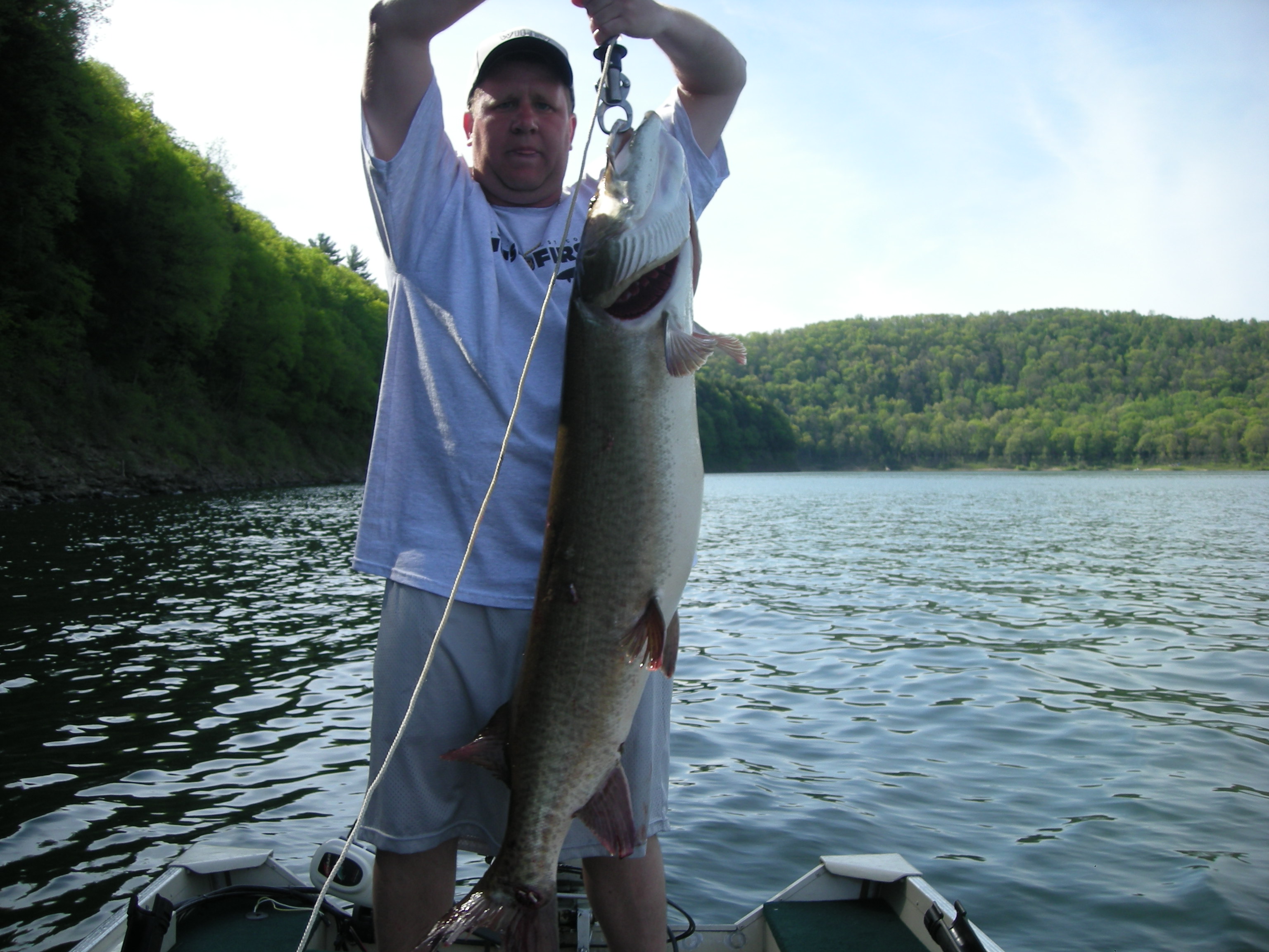 Big muskie caught on Tionesta Lake in Tionesta, PA on 5/25/2008