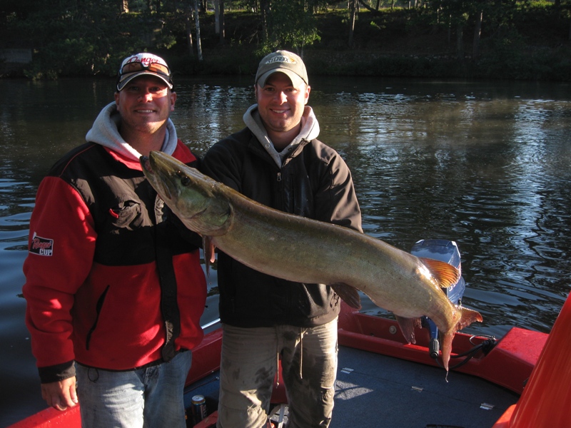 Big muskie caught on Eagle River Chain in Eagle River, WI on 8/28/2011