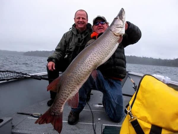Muskie Insider - 56.5 incher caught! – Ontario Opener Tips – Big