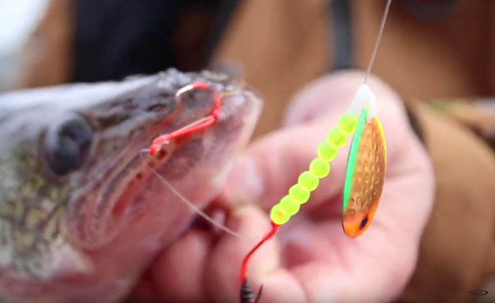 Marrying Up Lead Core Line and InLine Planer Boards SalmonFIRST