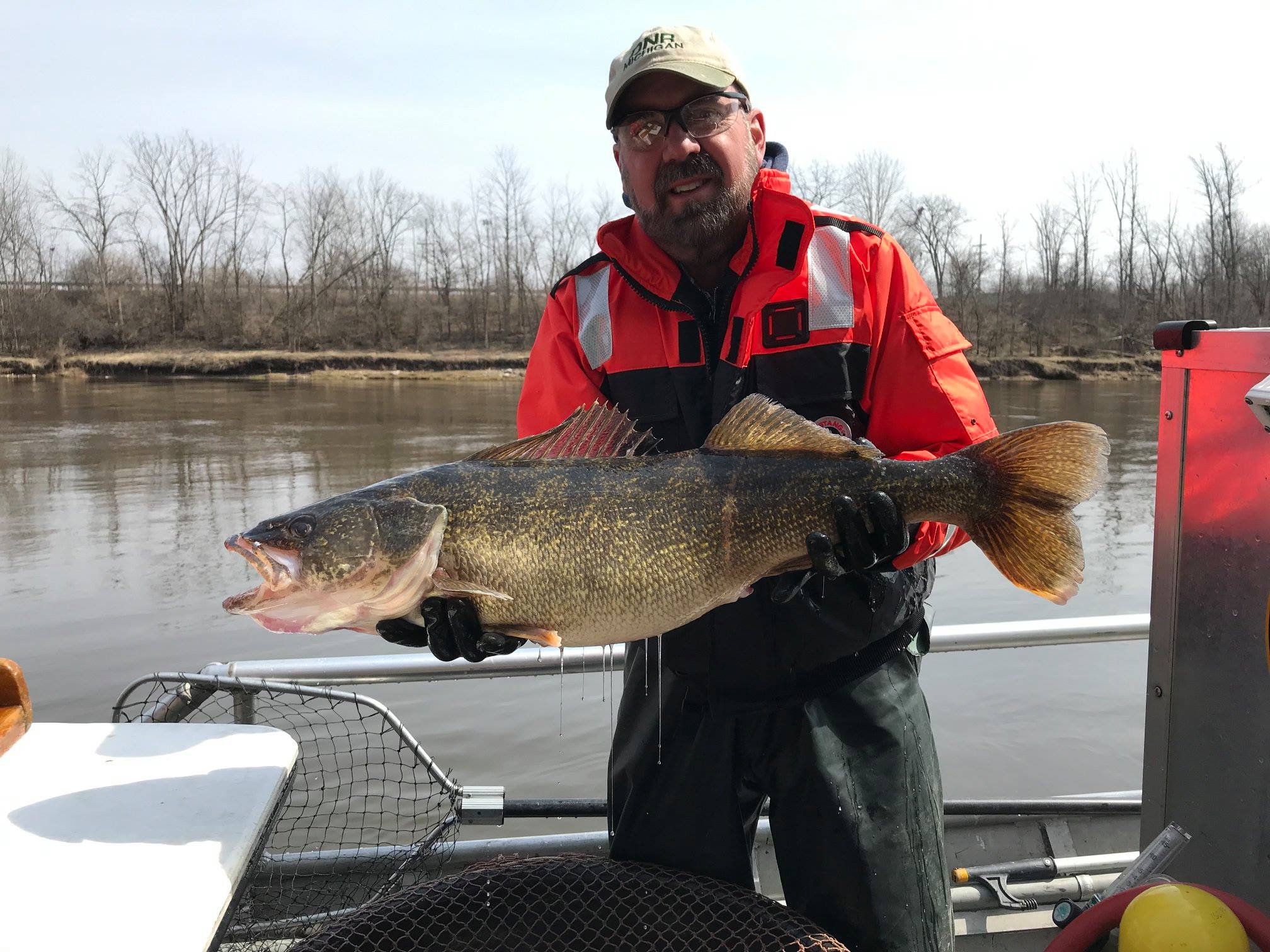 Monster Walleye Just shy of State Record Netted by Michigan DNR