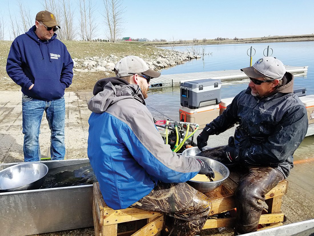 Spring spawning efforts on Lake Sakakawea confirm quality fishery